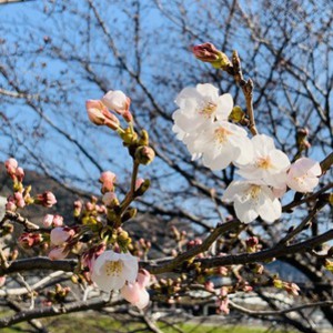 瀬野川の桜が咲き始めました♪