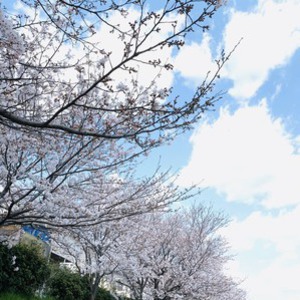 瀬野川の桜が満開になりました（´∀｀*）