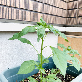 唐辛子を植えてみました☆